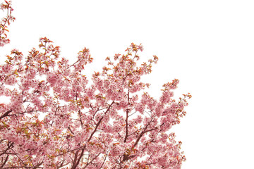 Naklejka premium Cherry blossoms in spring, soft focus.