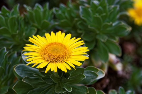 Asteriscus 이미지 찾아보기 183 스톡 사진, 벡터 및 비디오 Adobe Stock