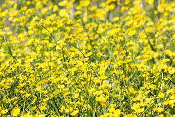buttercup field