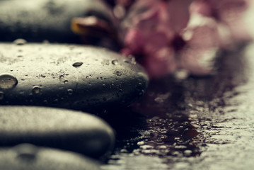 Beautiful pink Spa Flowers on Spa Hot Stones on Water Wet Background. Side Composition. Copy Space. Spa Concept. Dark Background.