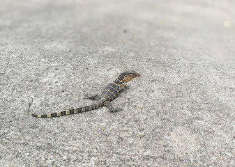  small lizard on Thailand