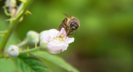 Ape sul fiore