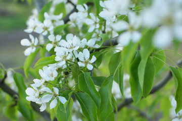Blooming young pear