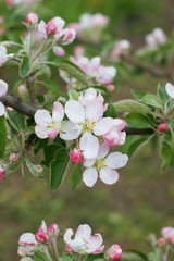 Obraz na płótnie Canvas Blooming young apple tree