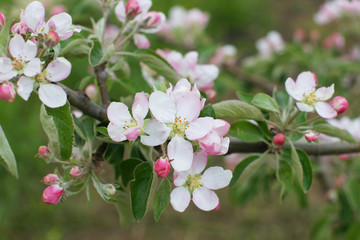 Blooming young apple tree © Olga Tkacheva