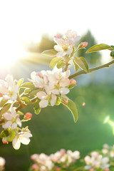 Blooming young apple tree