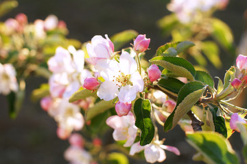 Blooming young apple tree