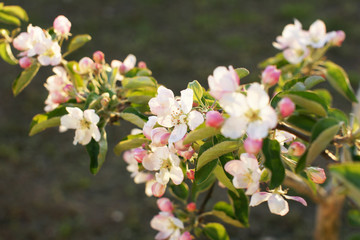 Blooming young apple tree