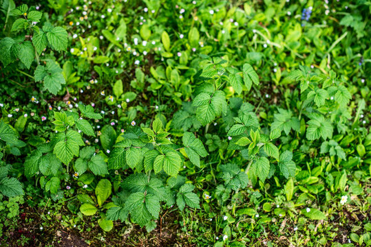 young raspberry seedlings in spring - outdoor activity and spring season