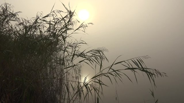 Sunrise in a misty morning by a lake