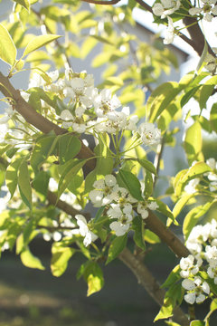 Blooming young pear