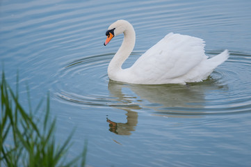 Beautiful white swan floating in the lake