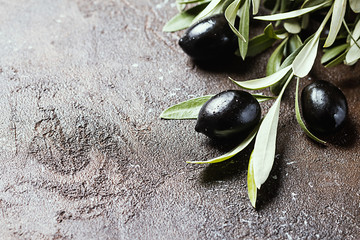 Olives on branch with leaves