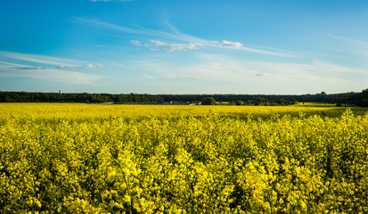 Fototapeta premium Rape meadow under blue sky,Golden rape field with cloudy sky,Yellow oilseed rape field,golden field of flowering rapeseed -brassica napus-plant for green energy and oil industry