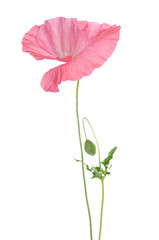 Fototapeta premium beautiful single pink poppy isolated on white