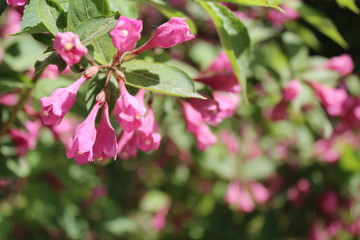 Pink Blooms in Xining City Qinghai Province China Asia