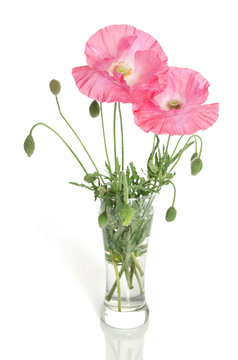 pink poppies in glass vase isolated on white background