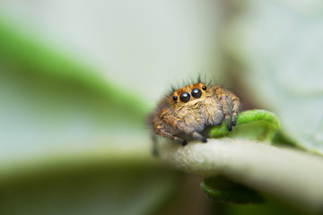 Portrait of the jumping spide