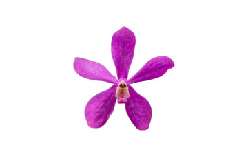 Fototapeta na wymiar isolated purple orchids on white background