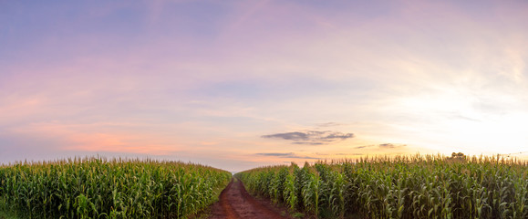 Planta&ccedil;&atilde;o de milho