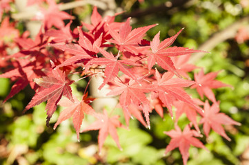 Red Autumnal leaves of maple trees
