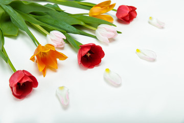 Close-up view of beautiful tender tulips with green leaves and petals isolated on white