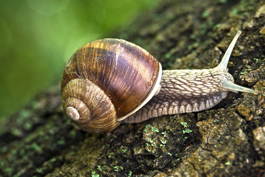 Snail macro