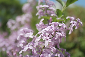 Purple Lilacs Blossoming in Xining Qinghai China Asia