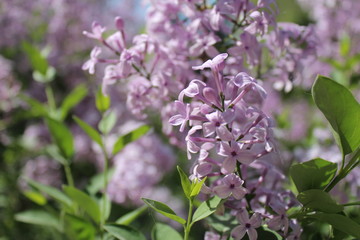 Purple Lilacs Blossoming in Xining Qinghai China Asia