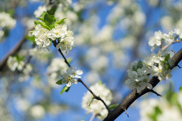 White Spring Blooming Trees