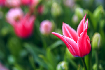 Fototapeta premium Beautiful tulips close up