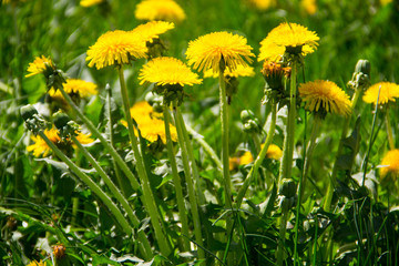 Yellow dandelions on meadow