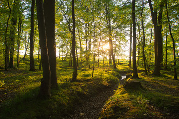 Abendlicht im Wald