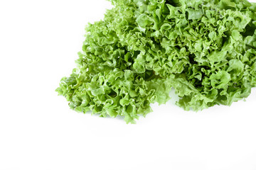 close up of green lettuce salad leaves isolated on white, leafy vegetables concept