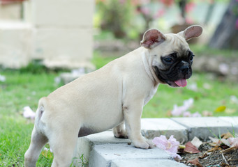 french bulldog in outdoor