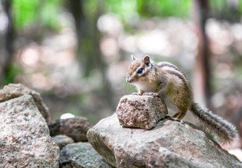 Chipmunk sits on a rock in the woods