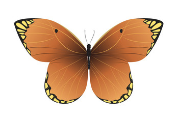 Isolated beautiful butterfly.