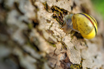 snail who is slowly creeping on bark of an old tree