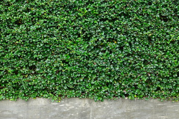 Beautiful green tooth brush tree is beside the wall