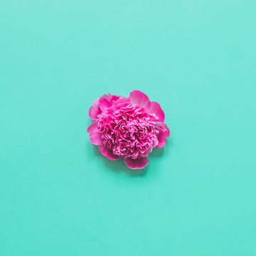 Fototapeta single peony flower on a blue background. minimalism and the concept of blooming in may