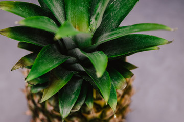 Pineapples leaves on a white background