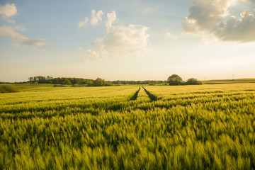 Getreide Feld im Frühjahr 