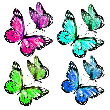 beautiful color butterflies,watercolor,isolated on a white