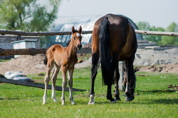 Obraz premium Horse foal walking in a meadow