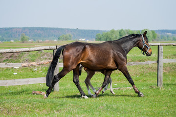 Horse foal walking in a meadow