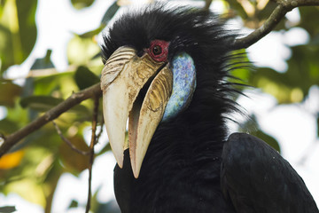 Wreathed horn bill resting on a tree in National Park.