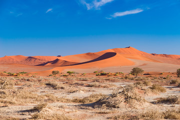 The scenic Sossusvlei and Deadvlei, clay and salt pan with braided Acacia trees surrounded by majestic sand dunes. Namib Naukluft National Park, travel destination in Namibia.