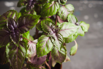 Red basil plant in pot on the black wooden background. Selective focus.