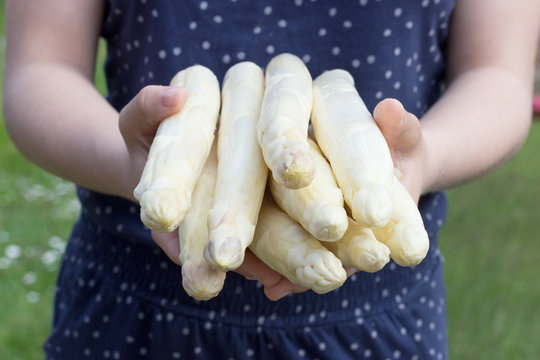 white asparagus / White asparagus is held in the hands