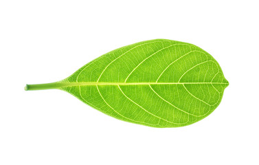 Obraz premium Closeup surface fresh green leaf isolated on white background with clipping path
